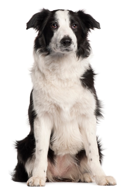 Border Collie, 7 maanden oud