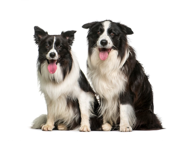 Border Collie, 7 years and 2 years old, sitting in front of white background