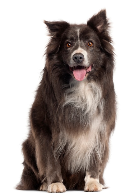 Border Collie, 8 years old, 