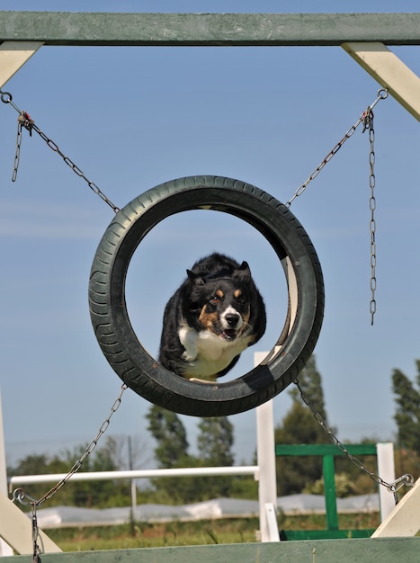 Border collie in agililty