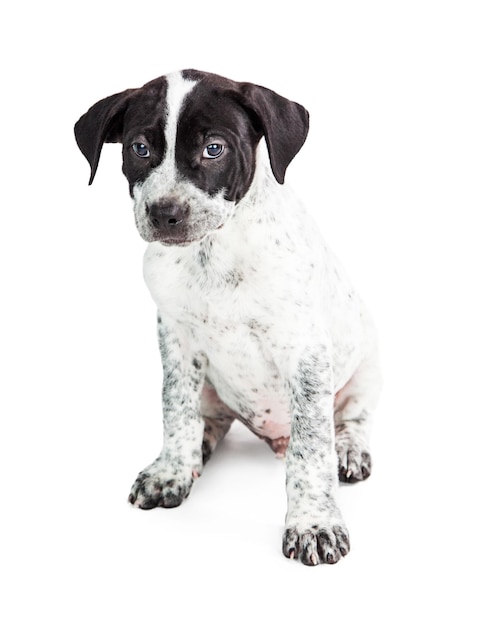 Border Collie Crossbreed Puppy Dog