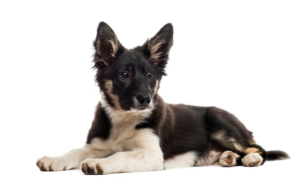 Border collie die voor een witte muur ligt