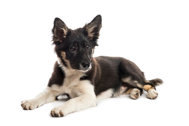 Border collie die voor een witte muur ligt