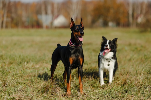 Border collie and doberman are posing in the field