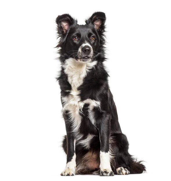 Border Collie dog, 1 year old, sitting against white background