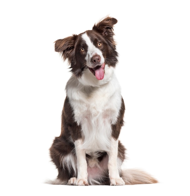 Border collie cane, 1 anno di età, seduto contro il bianco