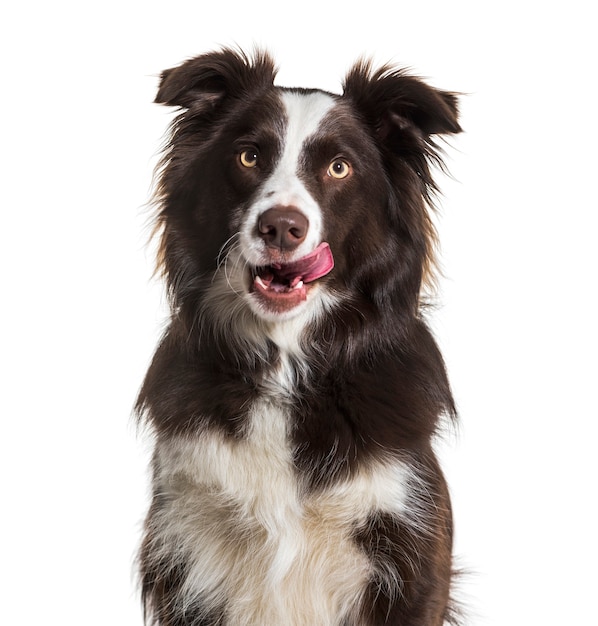 Border Collie dog, 2 years old, licking lips, sitting against white background