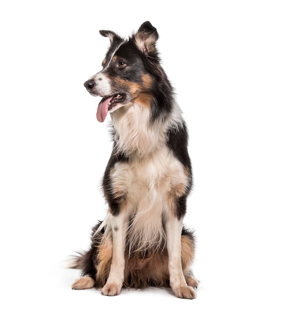 Border Collie dog , 7 years old, sitting against white background