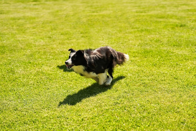 Photo border collie dog on an agility field