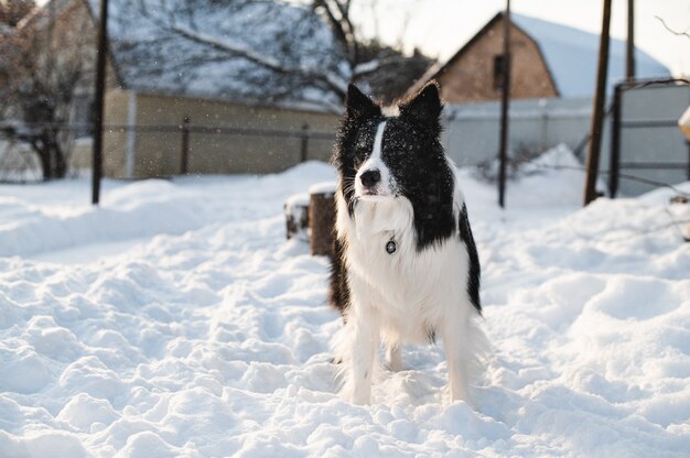 border collie dog in countryside