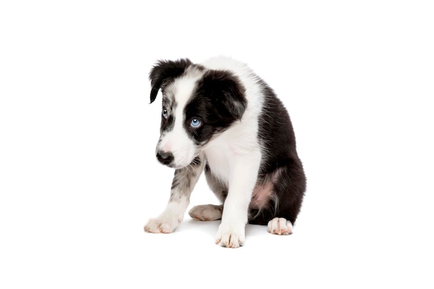 Border collie dog in front of a white background