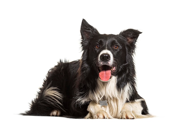 Border collie dog isolated on white