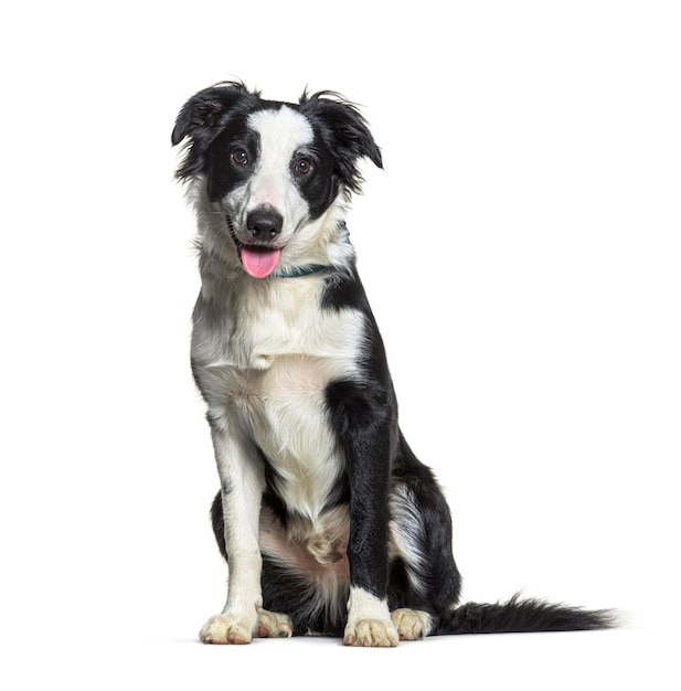 Border collie dog isolated on white