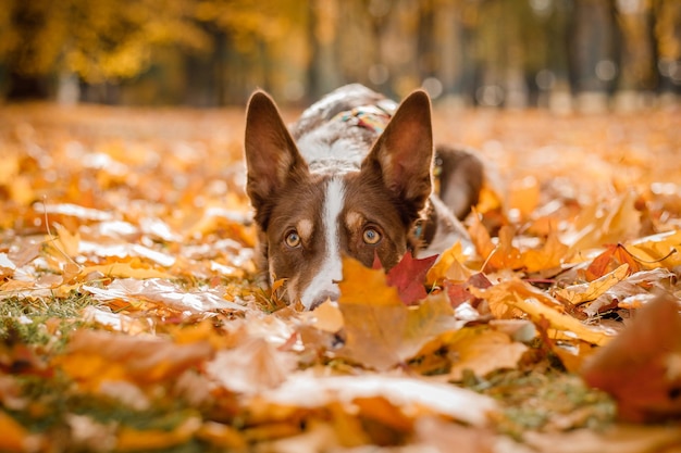 葉に横たわるボーダーコリー犬