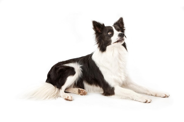 Border Collie Dog Looking Up