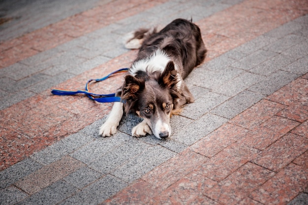 Border collie dog at the morning walk