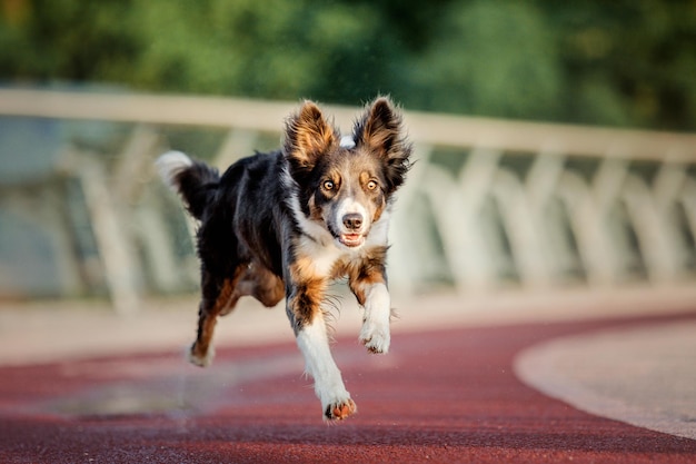 Photo border collie dog at the morning