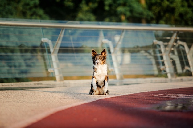 Border collie dog at the morning