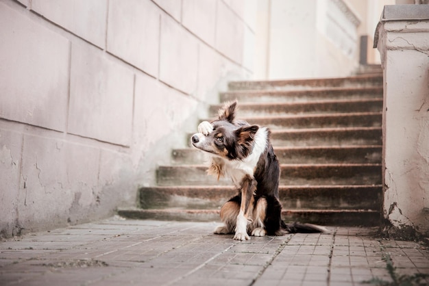 Border collie dog at the morning