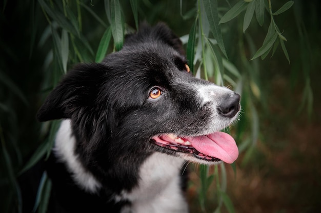 Border collie dog at the morning