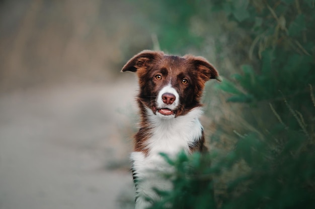 秋の屋外ボーダーコリー犬