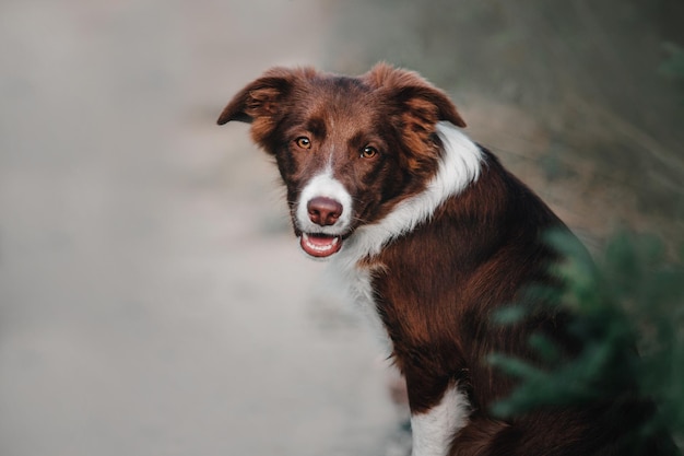 秋の屋外ボーダーコリー犬