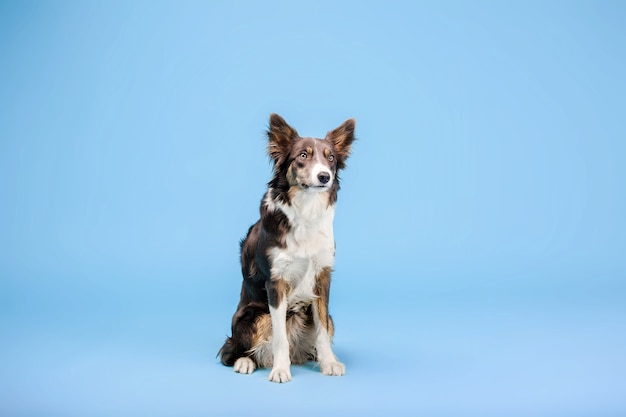 青い背景の写真スタジオでボーダーコリー犬