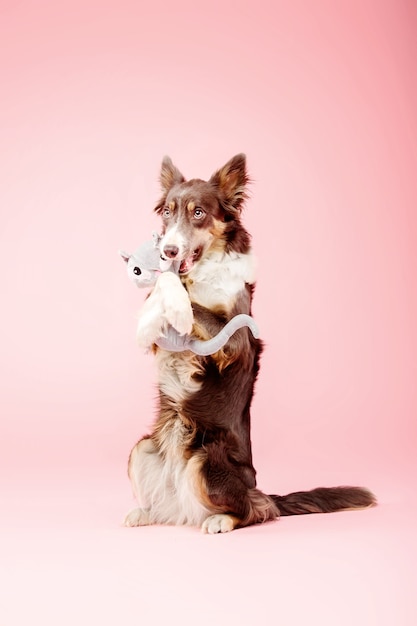 Cane border collie nello studio fotografico su sfondo rosa