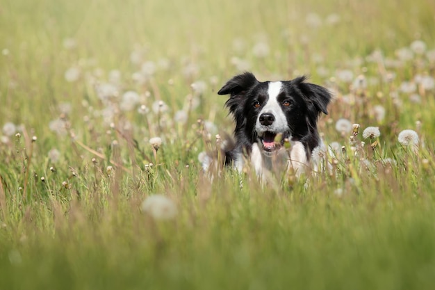 Foto ritratto di un cane border collie nel campo di dente di leone