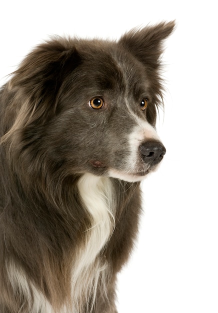 Border Collie dog portrait isolated