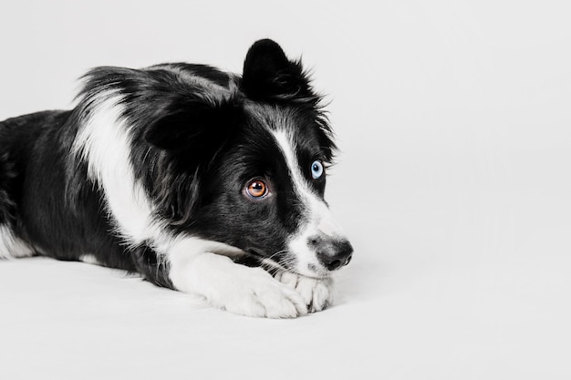 白い背景のボーダーコリー犬の肖像画