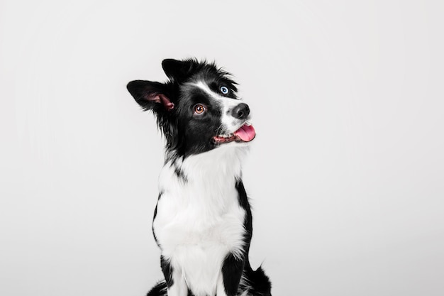 Border Collie dog portrait on a white background