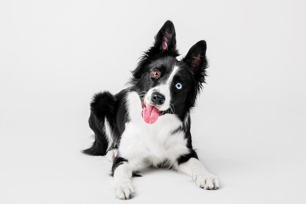 Border Collie dog portrait on a white background