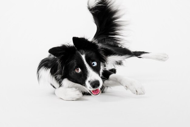 Border Collie dog portrait on a white background