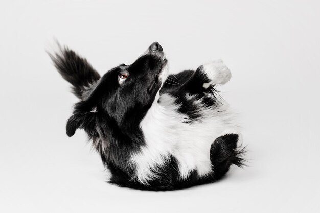 Border Collie dog portrait on a white background