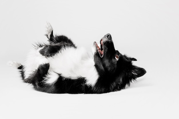 白い背景のボーダーコリー犬の肖像画