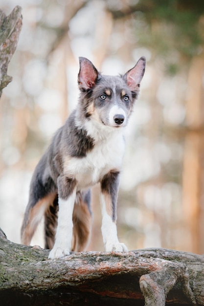 ボーダー・コリー犬の子犬 野外