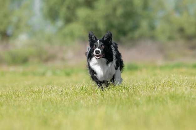 Фото Бордер-колли бегает по зеленой траве активная собака