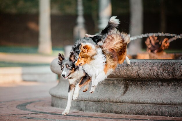 Border Collie dog and Shetland sheepdog together at the morning Two dogs on the walk Dogs playing