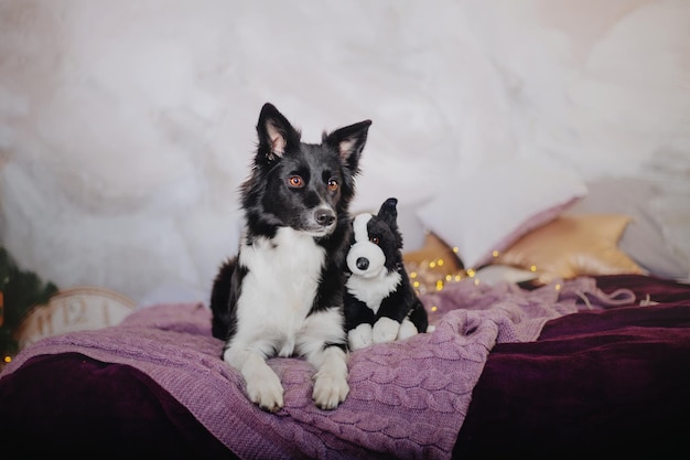 ボーダーコリーと犬がベッドに座っています。