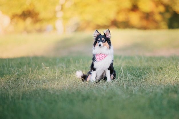 A border collie dog sits in a field