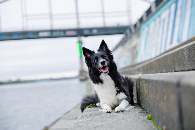 A border collie dog sits on a ledge next to a river.