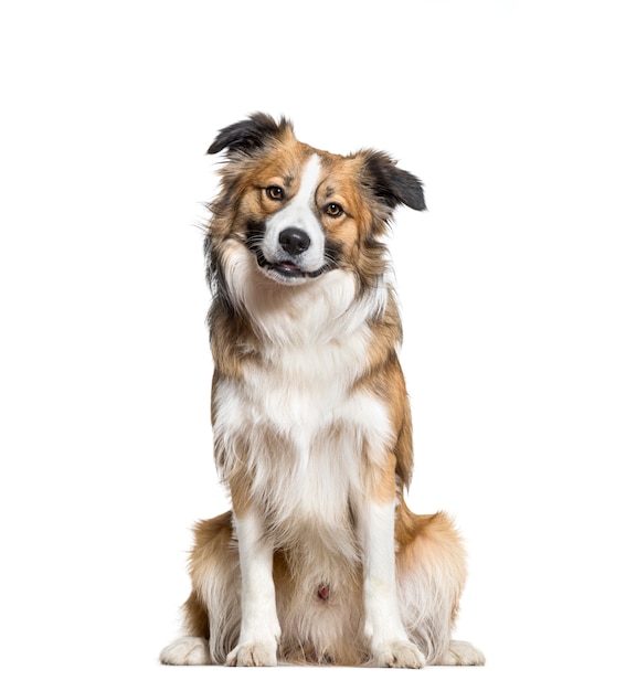 Border Collie dog sitting, cut out