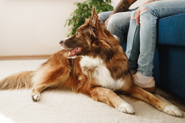 飼い主のカップルの足元に座っているボーダーコリー犬