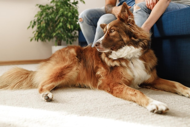 Border collie dog sitting at the feet of the owners couple