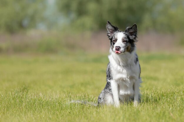 写真 緑の草の上に座っているボーダーコリー犬