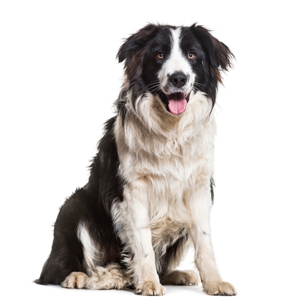 Border Collie dog sitting and panting