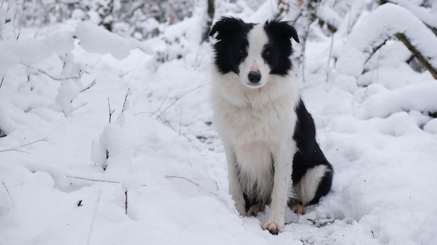 Border Collie dog sitting in the snow quietly observing the landscape with melancholy