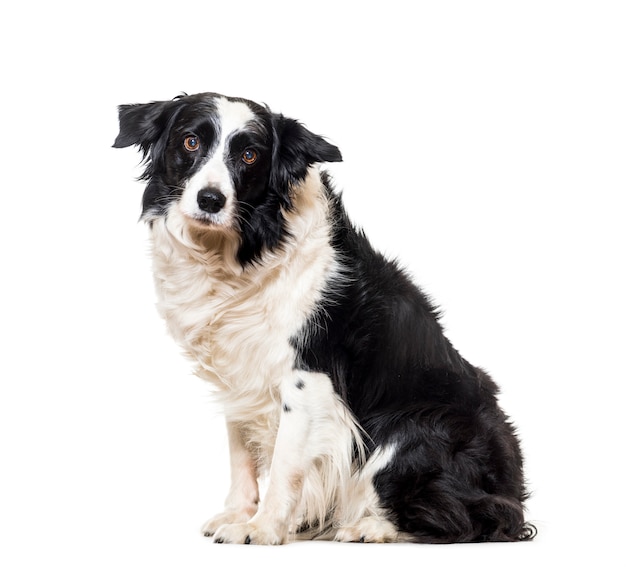 Border Collie dog sitting