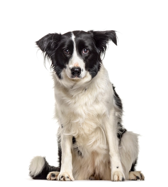 Border Collie dog sitting